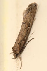 Atomotricha