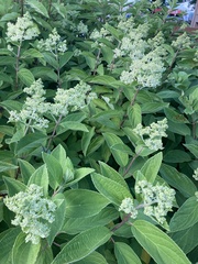 Hydrangea