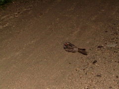 Caprimulgus europaeus