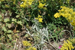 Centaurea fuscomarginata