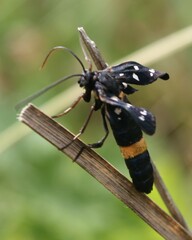 Amata ragazzii