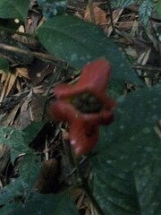 Palicourea tomentosa