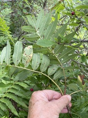 Sorbus americana
