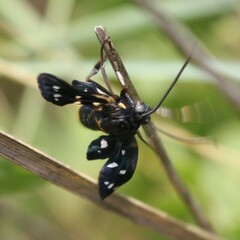 Amata ragazzii