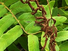 Osmunda spectabilis