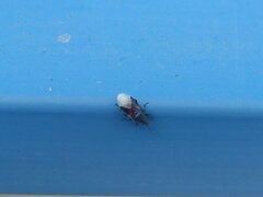 Oxycarenus lavaterae