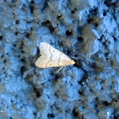 Bostra obsoletalis