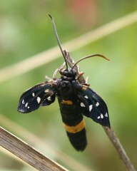 Amata ragazzii
