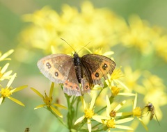Erebia