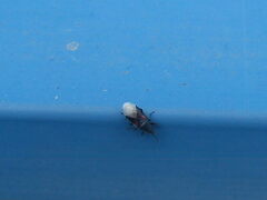 Oxycarenus lavaterae