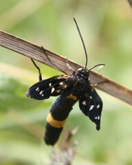 Amata ragazzii