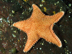 Hippasteria phrygiana