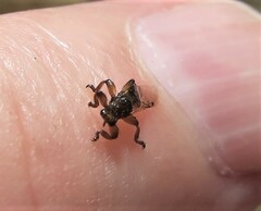 Lipoptena depressa