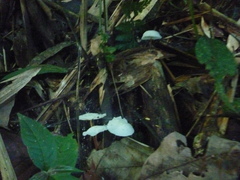 Tetrapyrgos nigripes