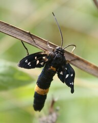 Amata ragazzii