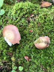 Russula
