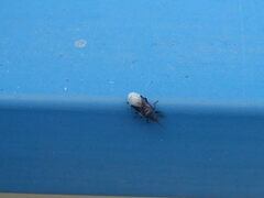 Oxycarenus lavaterae