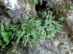 Asplenium trichomanes