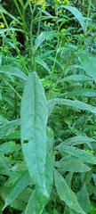 Verbesina alternifolia