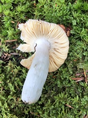 Russula