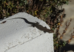 Podarcis guadarramae guadarramae