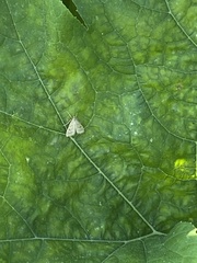 Achyra rantalis