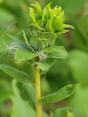 Rhopalomyia solidaginis