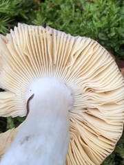 Russula