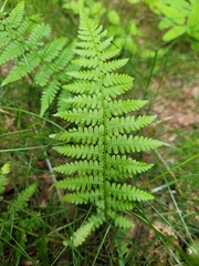 Athyrium filix-femina
