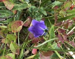 Campanula scheuchzeri