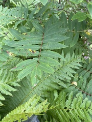 Sorbus americana