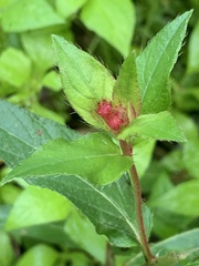 Acalypha