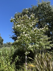 Cornus nuttallii