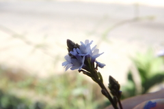 Verbena litoralis