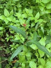 Acalypha