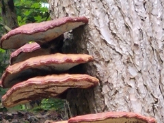 Ganoderma