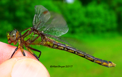 Ophiogomphus susbehcha
