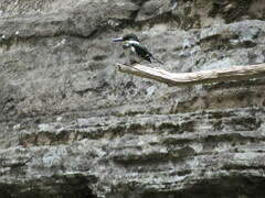 Chloroceryle americana