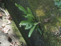 Microsorum punctatum