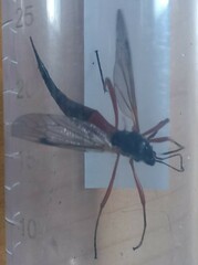 Tanyptera atrata