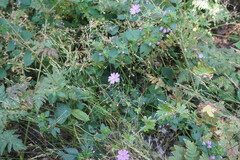 Geranium asphodeloides