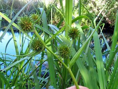 Sparganium erectum neglectum