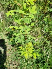 Rosa nutkana