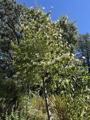 Cornus nuttallii