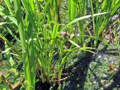 Sparganium erectum neglectum