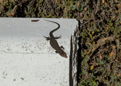 Podarcis guadarramae guadarramae