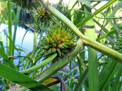 Sparganium erectum neglectum