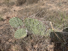 Opuntia phaeacantha