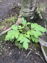 Nabalus trifoliolatus