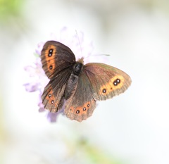 Erebia